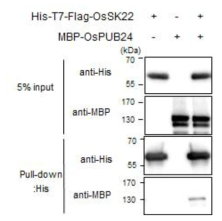 OsPUB24와 OsSK22 단백질 간의 직접적인 결합을 확인하는 in vitro pull-down assay