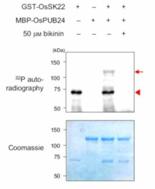 OsSK22에 의한 OsPUB24의 in vitro 인산화 확인