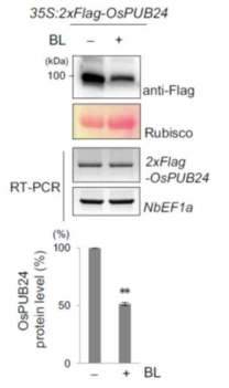 BL에 의한 OsPUB24의 단백질 안정성 감소