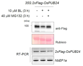 BL에 의한 OsPUB24의 proteasome 의존적 분해