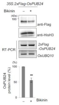 Bikinin에 의한 OsPUB24의 단백질 안정성 감소