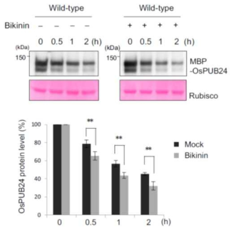 OsPUB24 단백질의 half-life 비교 관찰