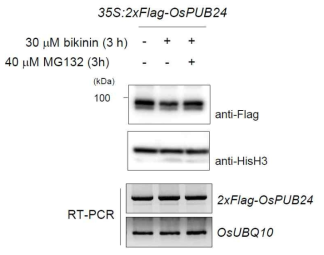 Bikinin에 의한 OsPUB24의 proteasome 의존적 분해