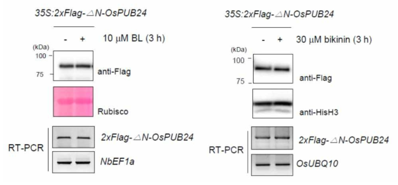 BL과 bikinin에 의한 △N-OsPUB24 단백질 안정성 관찰