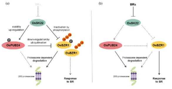 OsPUB24-OsBZR1-OsSK22 간의 단백질 기능 네트워크 모델