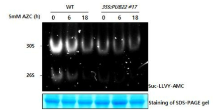 AtPUB22 과다발현체의 단백질 이상 스트레스에 대한 proteasome activity 측정