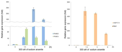 AtPUB22와 AtPUB23의 아비산염에 대한 유전자발현 패턴 변화