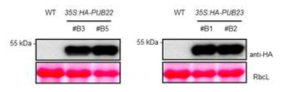 AtPUB22와 AtPUB23의 추가 과다발현 식물체 발현 확인