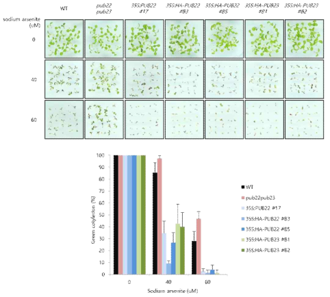 atpub22/23 돌연변이 및 AtPUB22/23 과다발현 식물체의 sodium arsenite에 대한 발아율 측정