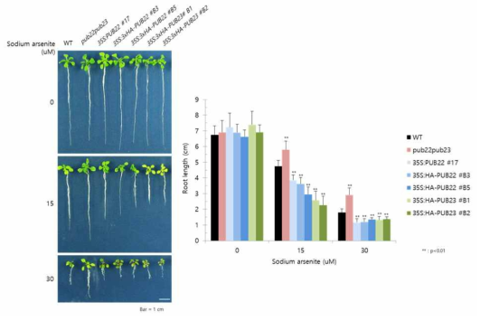 atpub22/23 돌연변이 및 AtPUB22/23 과다발현 식물체의 sodium arsenite에 대한 뿌리 생장 측정
