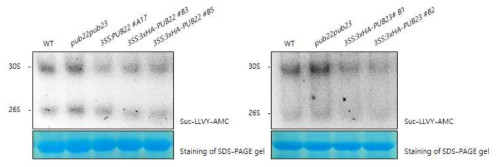 atpub22/23 돌연변이체 및 AtPUB22/23 과다발현체의 sodium arsenite에 대한 proteasome activity 차이 분석