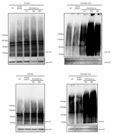 atpub22/23 돌연변이 및 AtPUB22/23 과다발현 식물체의 poly-ubiquitinated insoluble protein 비교