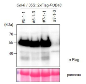 AtPUB48 과다발현체의 과다발현 여부 확인 Western blot assay