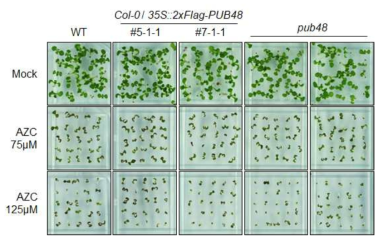 AtPUB48 과발현 형질전환체의 AZC에 대한 표현형 분석