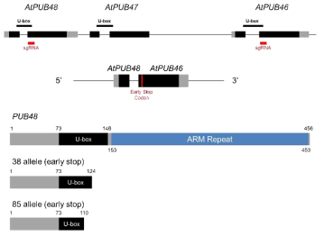 sgRNA를 이용한 atpub46atpub47atpub48 삼중 돌연변이체 제작 관련 모식도 (상), 확보된 두 종류의 atpub46atpub47atpub48 삼중 돌연변이체 allele (38, 85) 모식도 (하)