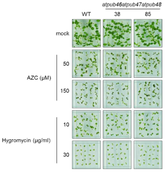 확보된 두 종의 atpub46atpub47atpub48 삼중 돌연변이체의 AZC 및 Hygromycin 처리 조건에서 발아 수준의 표현형 분석