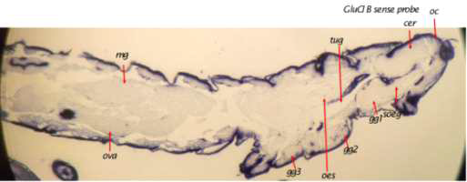 GluClB sense probe를 통한 in situ hybridization 결과. Oc: compound eyes, Cer: cerebrum, Soeg: suboesophagealganglion, Gg 1-3: pro-, meso- and metathoracicganglia, Tug: tubular gland, Oes: Oesophagus, Mg: midgut, Ova: ovary