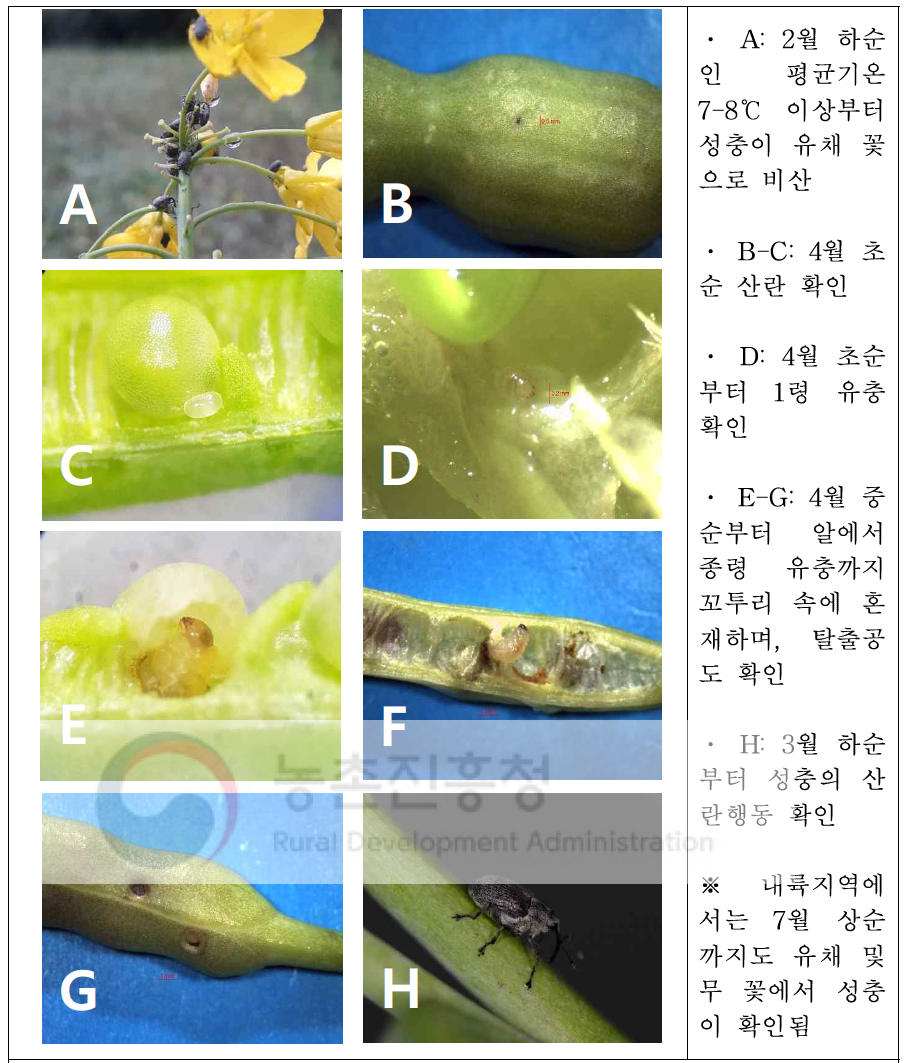 유럽좁쌀바구미의 발육단계 및 생활환