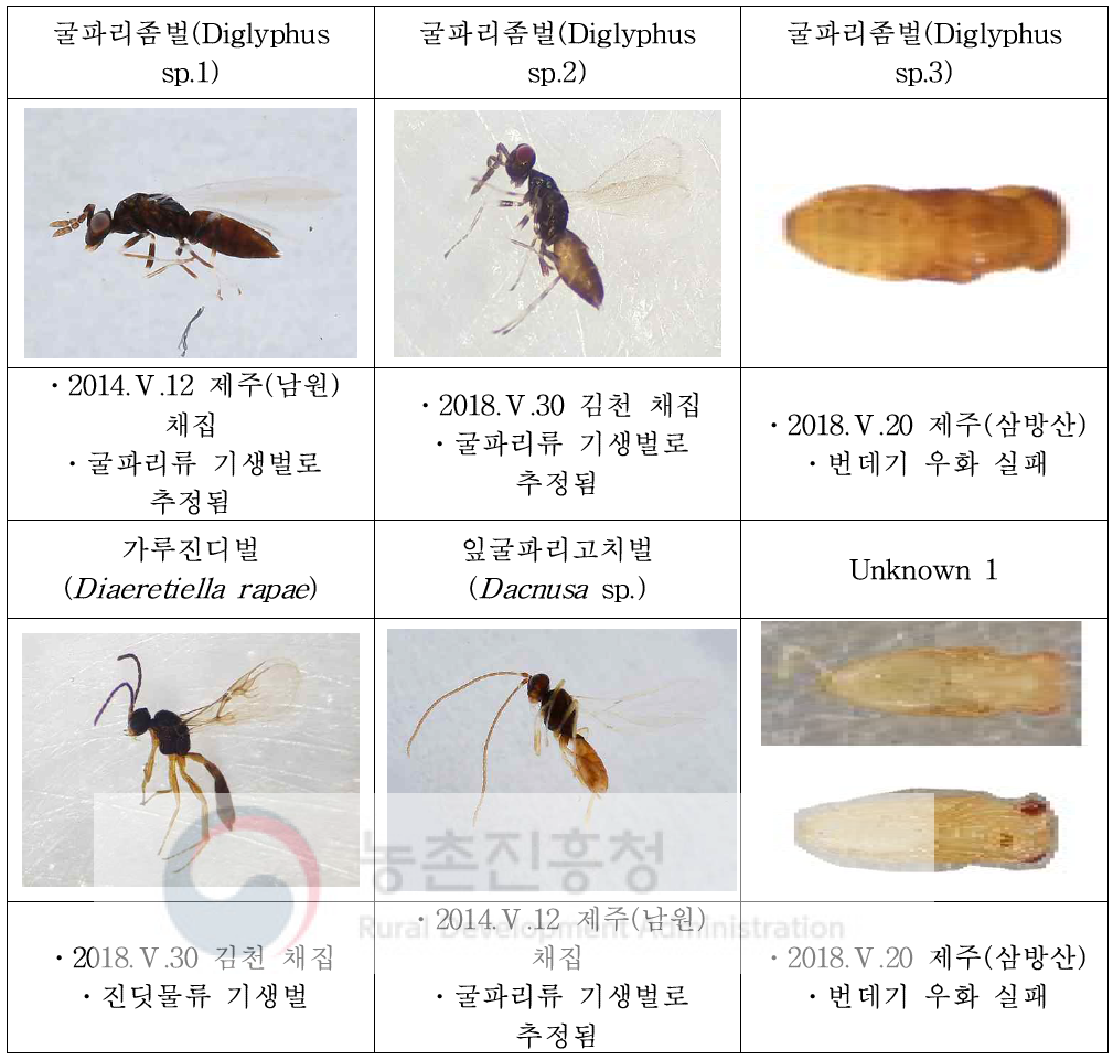 유채 꼬투리 채집물에서 확인된 기생벌류