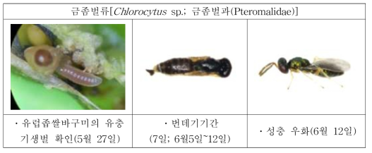 유채 종실 속 유럽좁쌀바구미 유충에 기생한 기생벌(전남 순천)