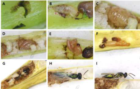 유럽좁쌀바구미 유충의 외부기생 좁쌀바구미금좀벌(Chlorocytus spicatus) A: 알, B-C: 어린 유충, D-E: 성숙한 유충, F: 번데기 초기, G: 흑화된 번데기, H-I: 성충