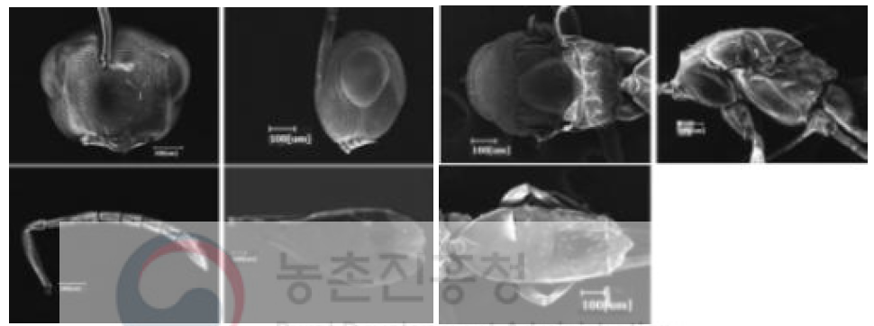 좁쌀바구미금좀벌(가칭, Chlorocytus spicatus (Walker)) 수컷성충의 형태적 특징