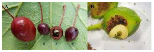자두수염잎벌 유충에 의한 어린 자두 과일의 피해증상