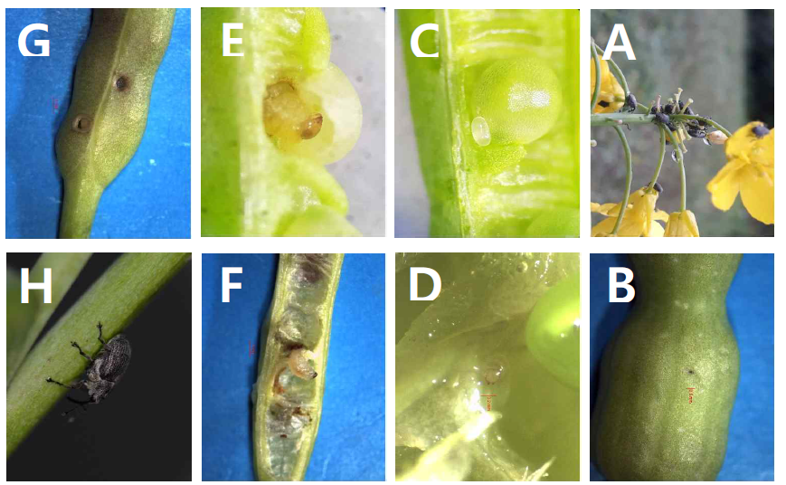 유럽좁쌀바구미의 발육단계 및 생활환 A: 꽃으로 비산한 성충; B: 산란공; C: 알; D: 1령 유충; E-F: 종령 유충; G: 유충 탈출공; H: 성충의 산란