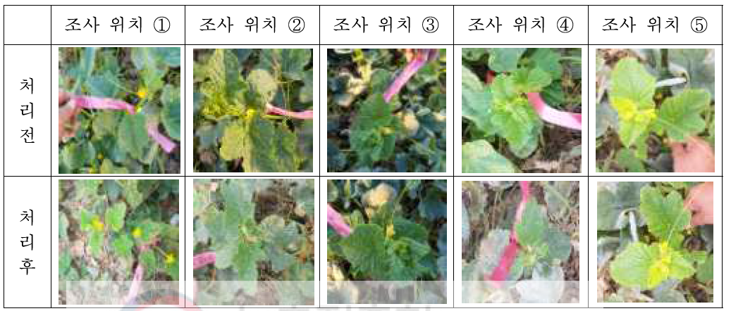 훈증 전과 훈증 3일 후의 참외 약해조사