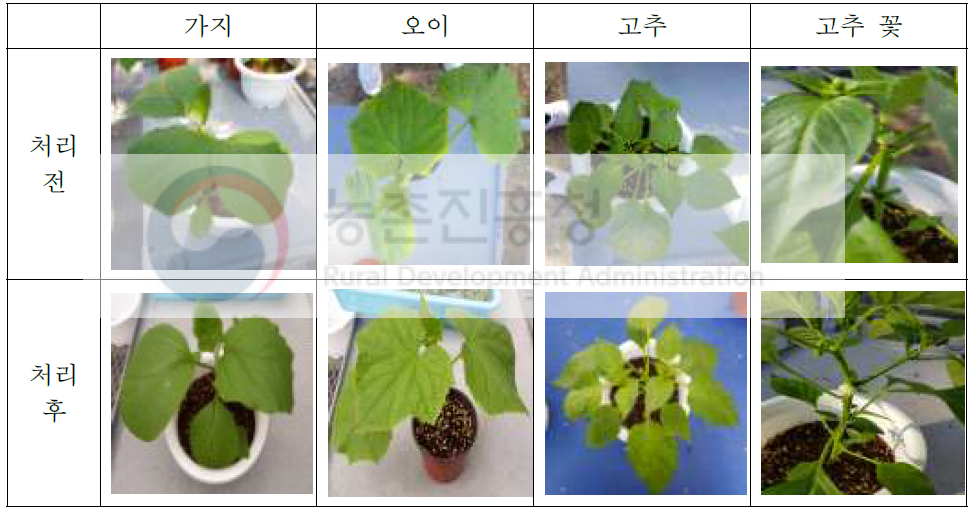 유리온실 (240 ㎥) EF 4시간 훈증처리 작물 (모든 작물 약해 지수 : 0)