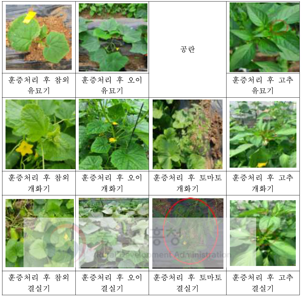 비닐하우스 (350 ㎥)에서 ethyl formate를 2시간 배량 훈증처리 후 생육 시기별 작물(오이, 참외, 토마토, 고추)에 대한 약해 사진