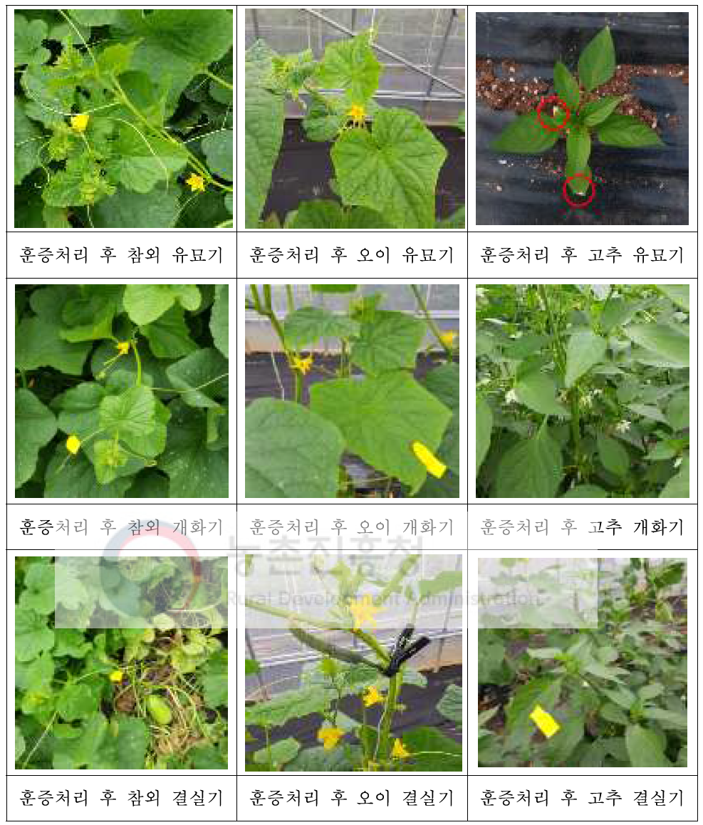 비닐하우스 (480 ㎥)에서 ethyl formate 기준량을 2시간 훈증처리 후 생육 시기별 작물(오이, 참외, 토마토, 고추)에 대한 약해 사진