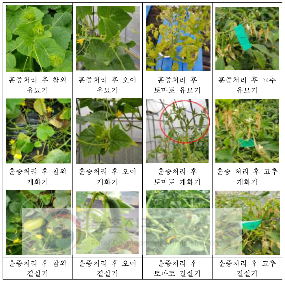 비닐하우스 (480 ㎥)에서 ethyl formate 배량을 2시간 훈증처리 후 생육 시기별 작물(오이, 참외, 토마토, 고추)에 대한 약해 사진