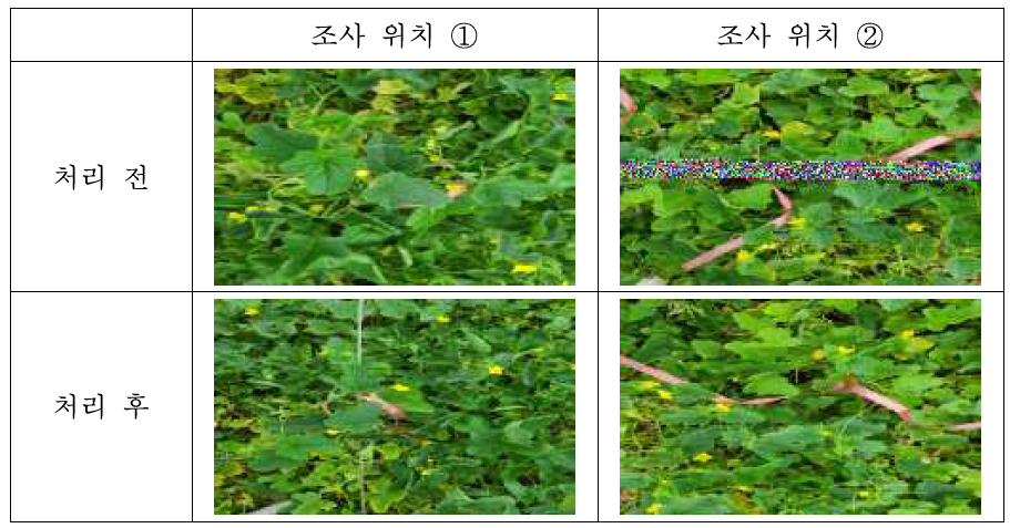 참외 온실에서의 ethyl formate 처리 전과 처리 7일 후