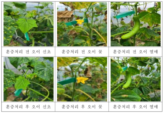 오이 비닐하우스 (4,130 ㎥)에서 ethyl formate 2.0 g/㎥ 2시간 훈증처리 후 오이의 신초, 꽃, 열매에 대한 약해 여부 사진(약해가 없었음)