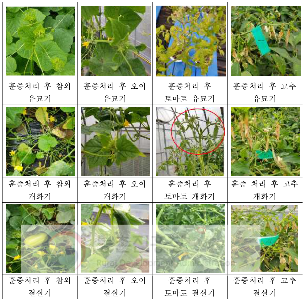 비닐하우스 (480 ㎥)에서 ethyl formate 배량을 2시간 훈증처리 후 생육 시기별 작물(오이, 참외, 토마토, 고추)에 대한 약해