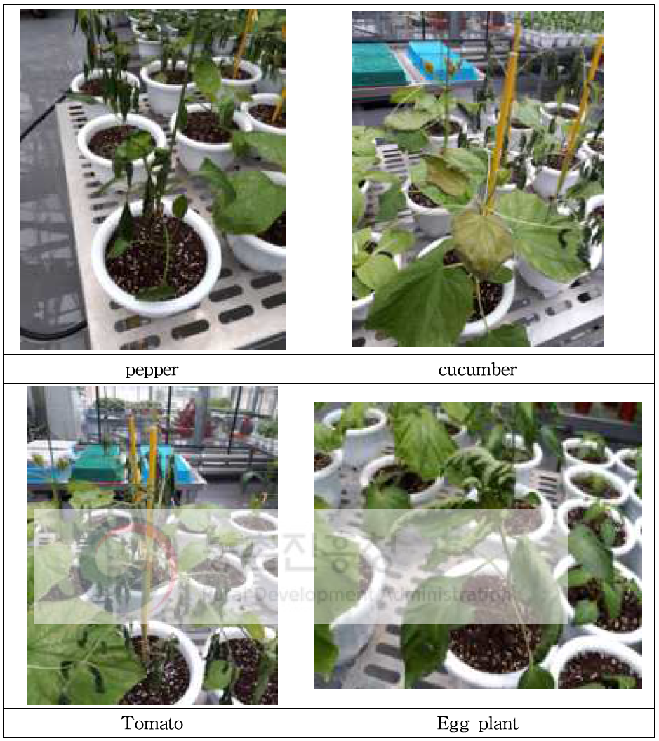 Phytotoxic symptoms on crops 1 day after fumigation with EF (8 - 10℃, 4hr)