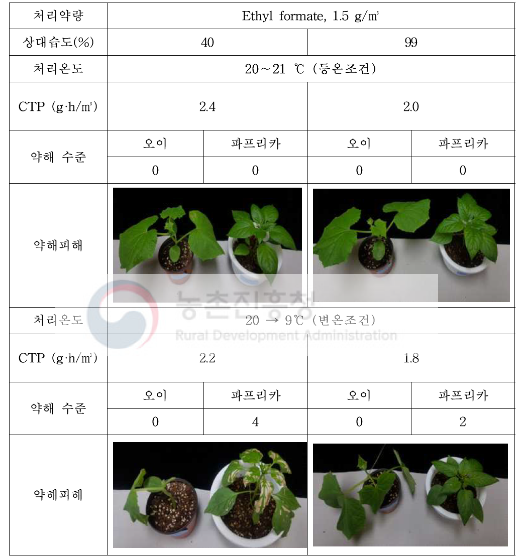 Phytotoxicity of Cuccumber and paprika after 3 days with ethyl formate fumigation at different temperature and relative humidity condition