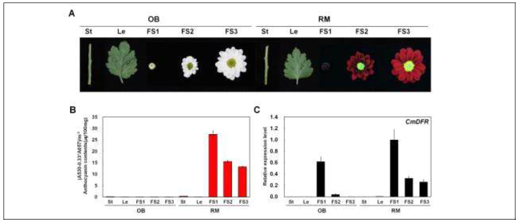 서로 다른 국화품종의 표현형 및 안토시아닌 함량, CmDFR의 발현분석