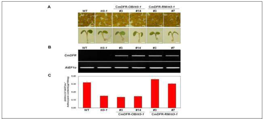애기장대 tt3-1 돌연변이체를 활용한 CmDFR 유전자의 기능 확인