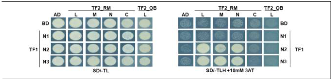 yeast two hybrid (Y2H) 실험을 통한 오블랑 및 레드마블 유래의 TF1 및 TF2 단백질간의 상호작용