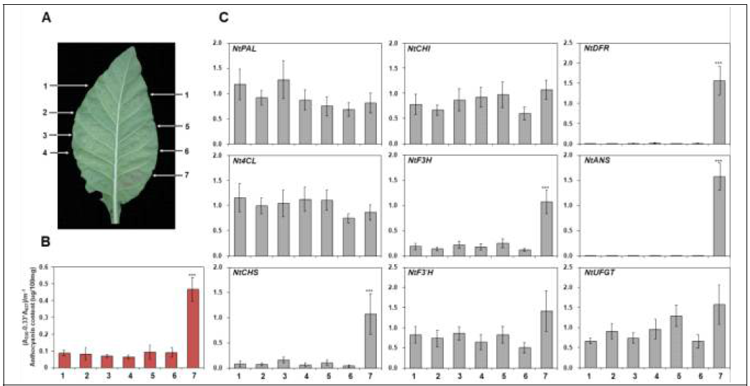 담배식물체에 agroinfilteration assay를 통한 식물체내의 TF1 및 TF2의 기능 규명 A. agroinfilteration 후 7일뒤의 잎 표현형; B. 잎의 안토시아닌 함량; C. 잎의 플라보노이드 유전자 발현분석