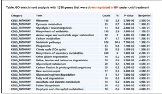 스탠다드 국화품종 백강의 저온처리에 따른발현 감소된 유전자들의 GO enrichment 분석결과 (1238 유전자)