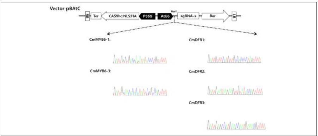 저온 안정형 국화개발을 위한 crispr-cas9 운반체 제작