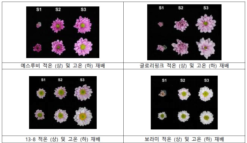 고온에 의한 꽃잎색 퇴화기작 규명을 위한 온도별에 따른 꽃잎발달시기별 품종별 꽃잎색 변화 표현형