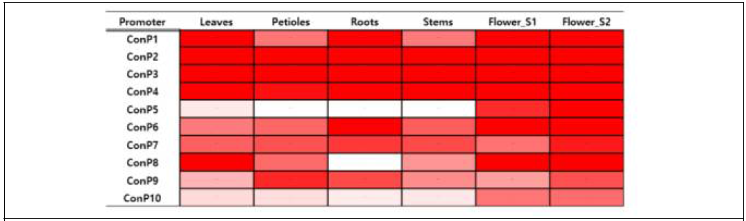 안정적 국화 유전자 발현을 위한 전신발현 프로모터 선발