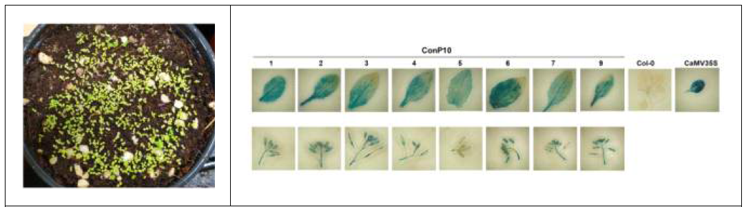 ConP10 프로모터로 형질전환된 애기장대의 선발 및 조직별 GUS 염색 결과