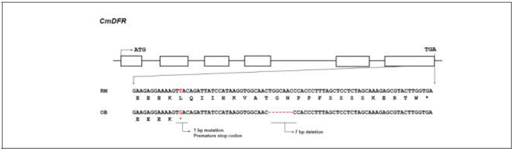 CmDFR 유전자의 구조변이 확인