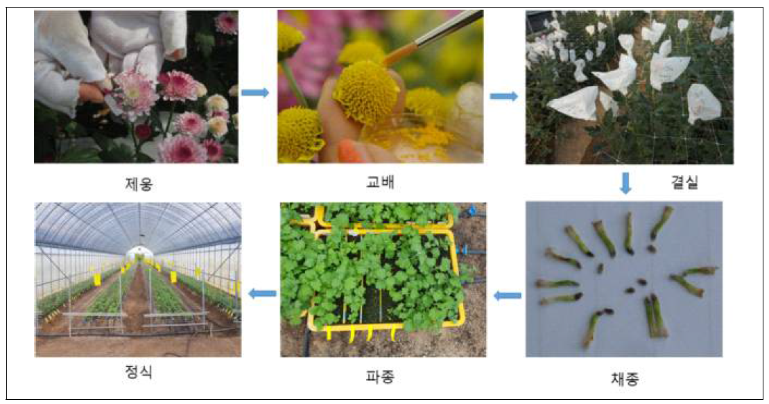 국화 후대개체양성 과정(제웅, 교배, 결실, 채종, 파종, 정식)