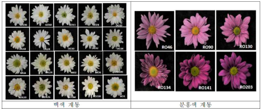 온도변화에도 꽃색이 안정적으로 선발된 계통